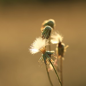 1as