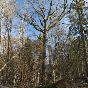 Bělověžský národní park