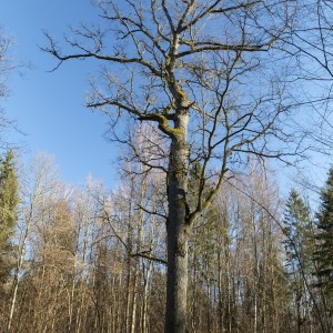 Cesta královských dubů